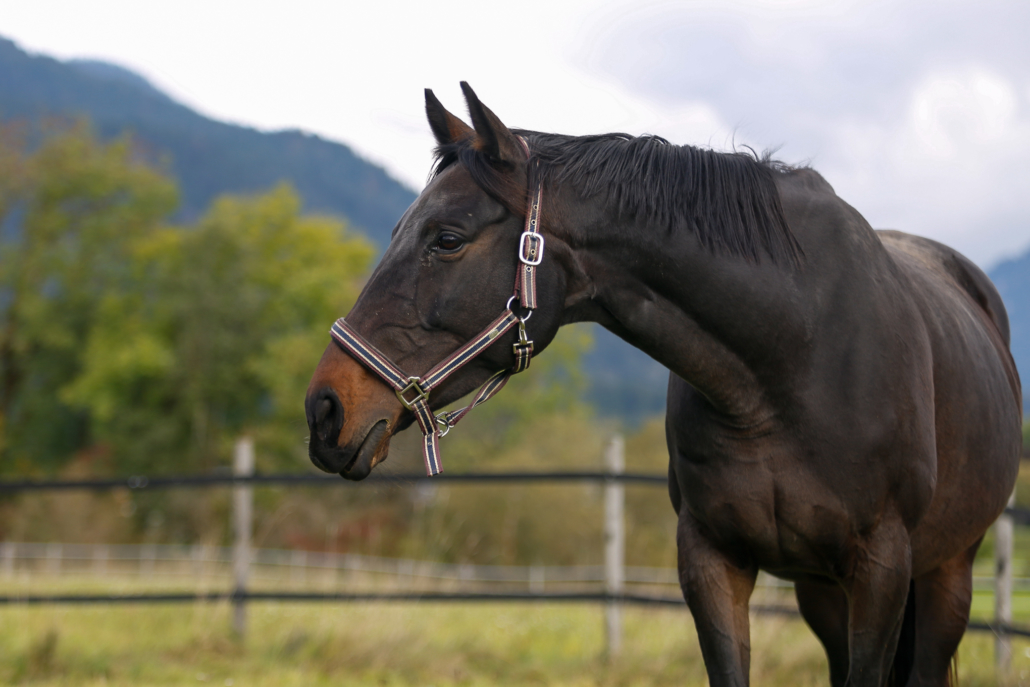 Traumpferd „Mädi“ sucht ihren Herzensmensch. © Österreichischer Tierschutzverein