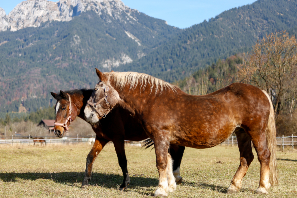 „Tamara und Paula“ geben zusammen großartige Beistellpferde ab. © Österreichischer Tierschutzverein