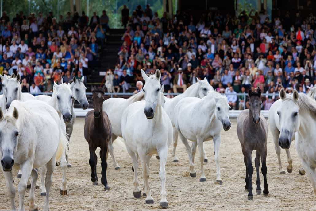 Mutterstuten und Fohlen. © Harry Schiffer | Spanische Hofreitschule – Lipizzanergestüt Piber GöR