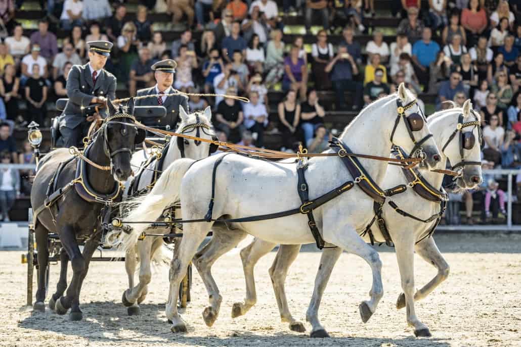 Grosse Muttertagsgala am 13. Mai in Piber. © Rene van Bakel | Spanische Hofreitschule – Lipizzanergestüt Piber GöR