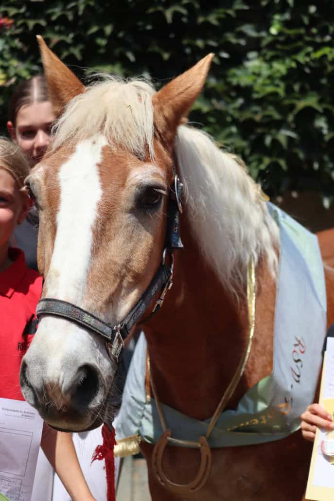 Schulpferd Mogli. © privat