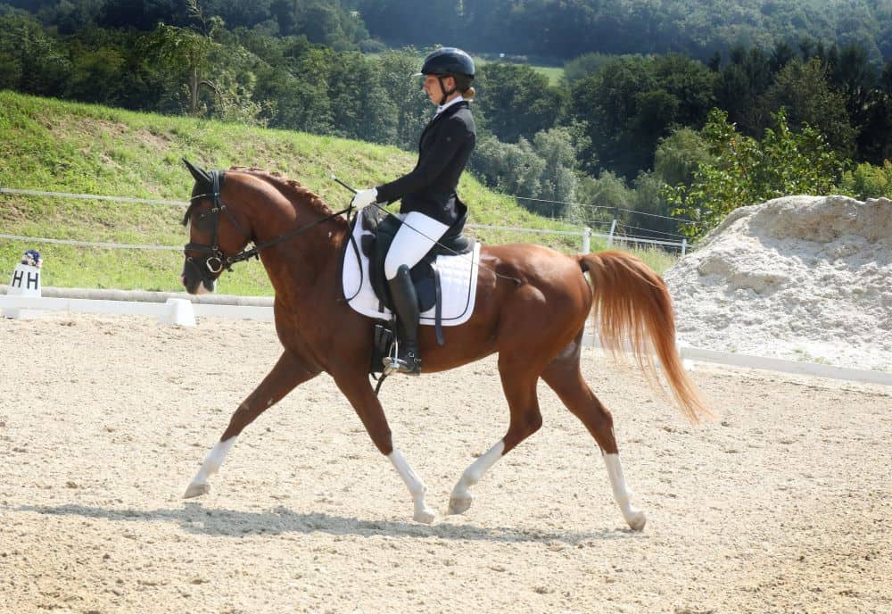 Tolles Team: Tamara Reikl und Khen Saabis Karthago. © Susanne Werth Hofbauer