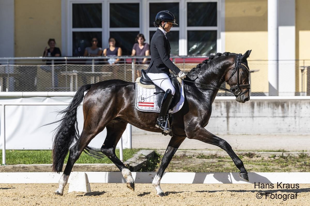 Bundeschampion Flashdance ANW. © Hans Kraus