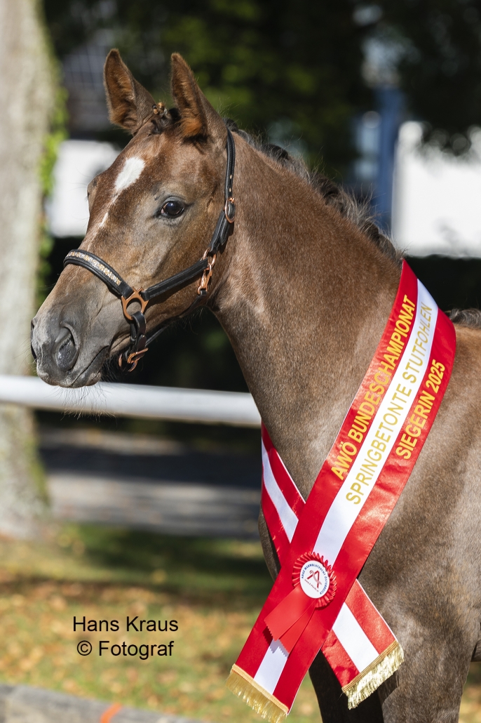 Bundeschampionesse Stutfohlen springbetont Geyer`s Cleopatra v. Zirocco Blue - Cajados: Z.+.B.: Gestüt Geyer, Heiligenkreuz. © Hans Kraus