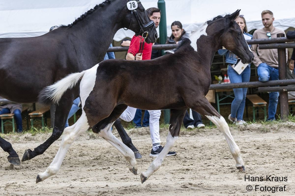 Reservesiegerin Pinto Stutfohlen Kroneggerhof´s Davina v. Chester - Morricone: Z.+B.: Ing. Angelika Anzinger, Altmelon. © Hans Kraus