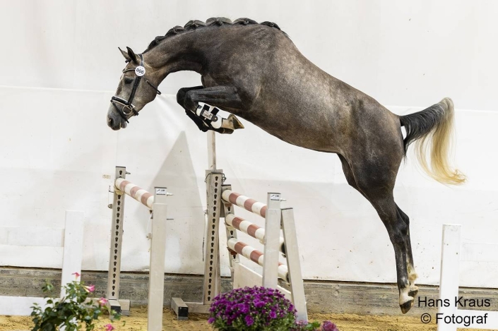 Bundeschampionesse 3-&4-jährige Bundesjungstuten springbetont Geyer`s Confetti v. Chaccon Blue - Cajados: Z.+.B.: Gestüt Geyer, Heiligenkreuz. © Hans Kraus