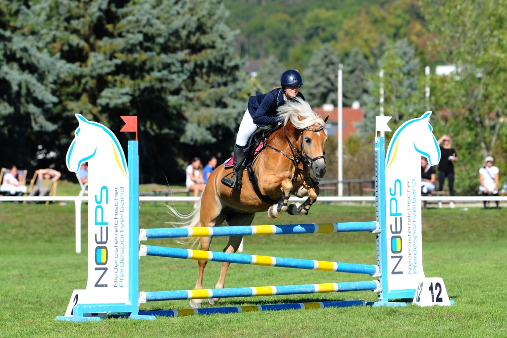 Julia Karall und Talk To Me Toffifee auf dem Weg zum Sieg bei der NÖ Landesmeisterschaft Haflinger Springen. © HORSIC
