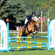 Julia Karall und Talk To Me Toffifee auf dem Weg zum Sieg bei der NÖ Landesmeisterschaft Haflinger Springen. © HORSIC