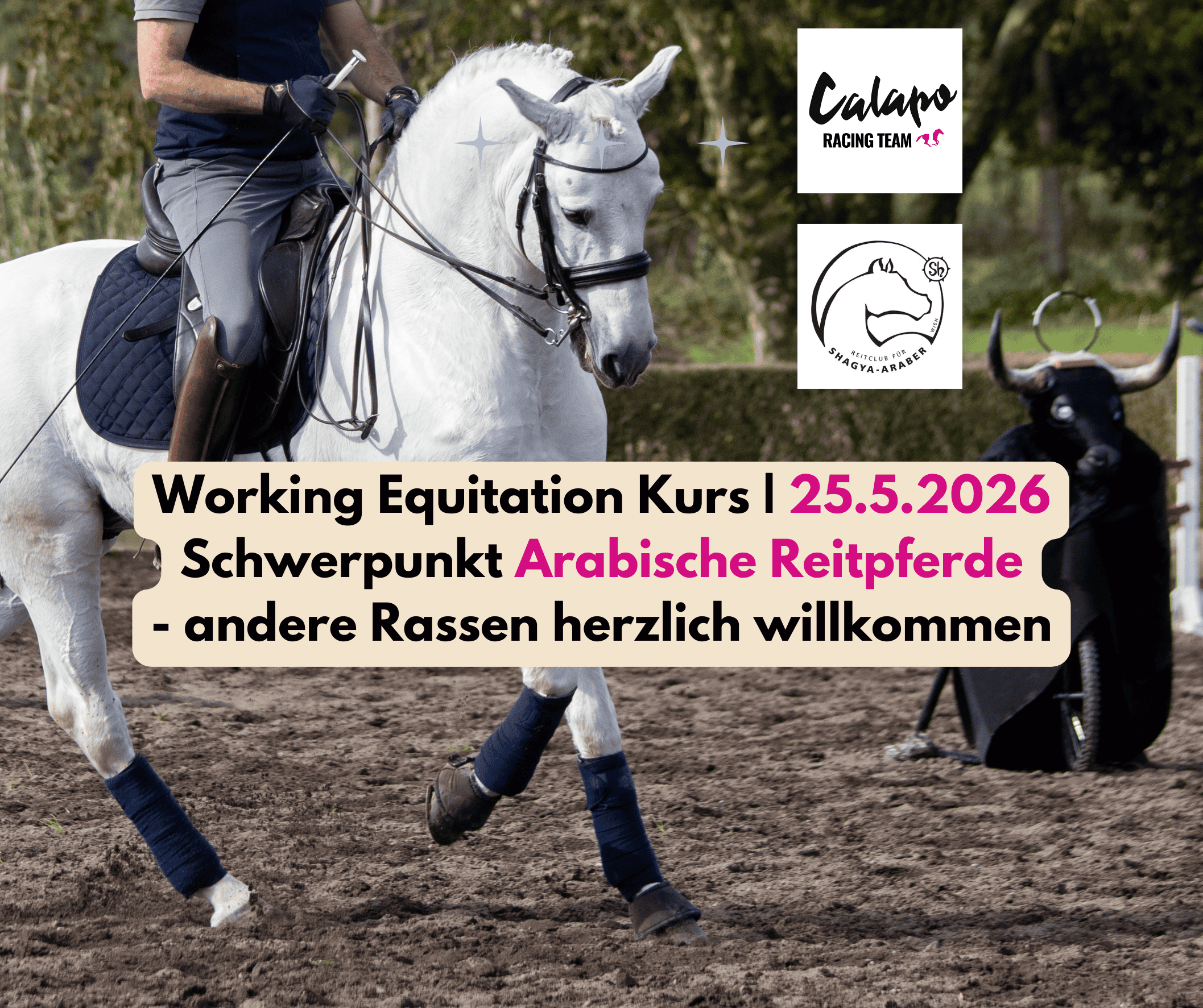 Working Equitation Kurs mit Chiara Ahrenkiel-Köster
