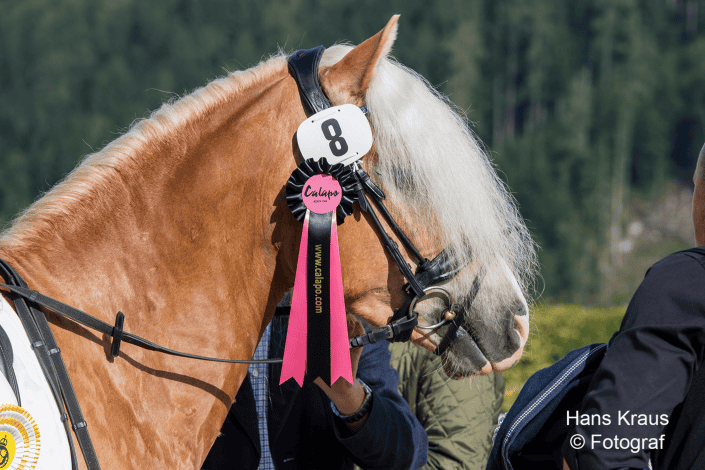Calapo Haflinger Cup