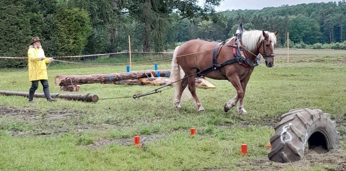 Holzruecken_RFVUnteresTraisental_cprivat (1) Wie wird die Fuhrfrau den Bloch durch den Reifen ziehen? © privat