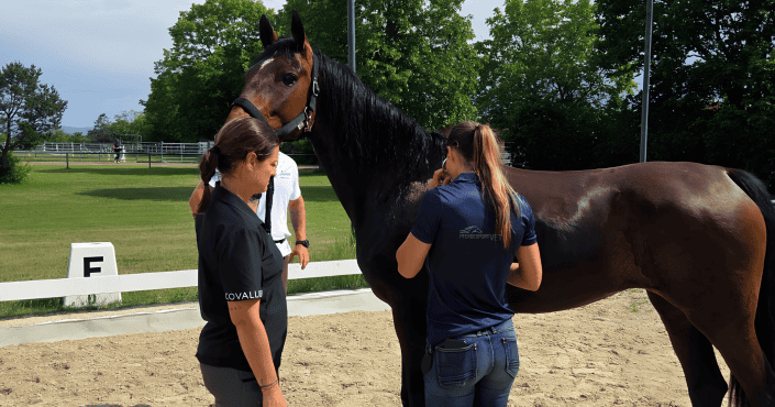 Distkanzkurs Weikersdorf Die wiederholte tierärztliche Kontrolle jedes Pferdes ist im Distanzsport ein fester Bestandteil des Wettbewerbs. © Calapo Racing Team