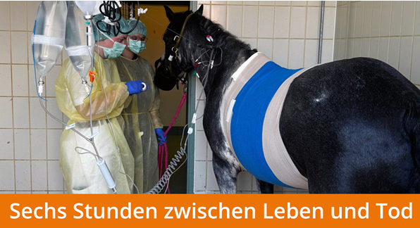 Tamino_cLichtblickhof