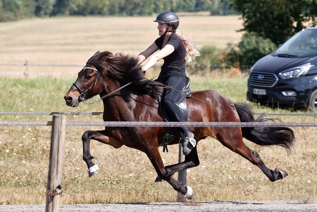 © Neddens-Tierfoto