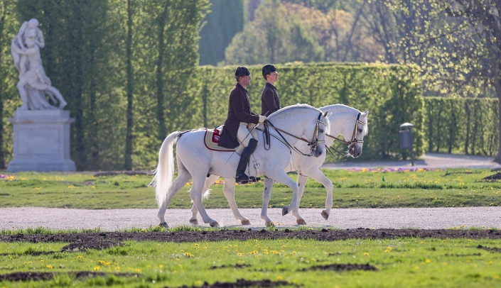 Lipizzaner vor Schönbrunn-1 © Petra Kerschbaum